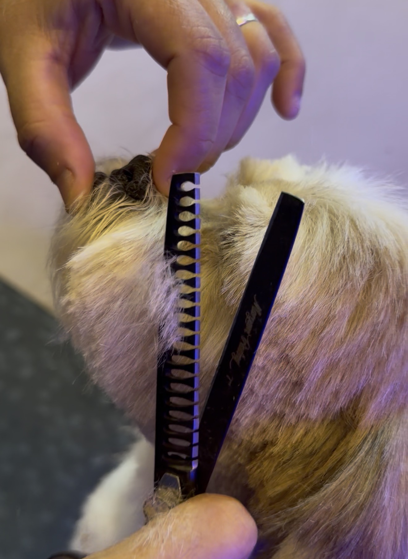 Profissional realizando a tosa de um cachorro