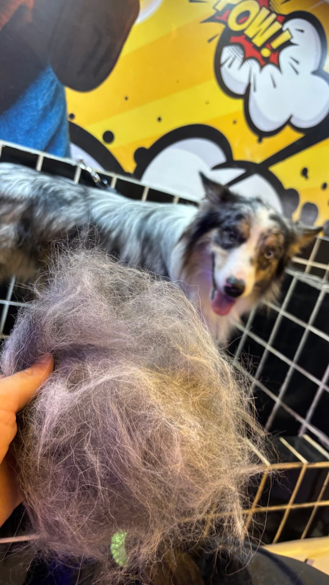 Resultado da remoção de pelos na Prime Pet
