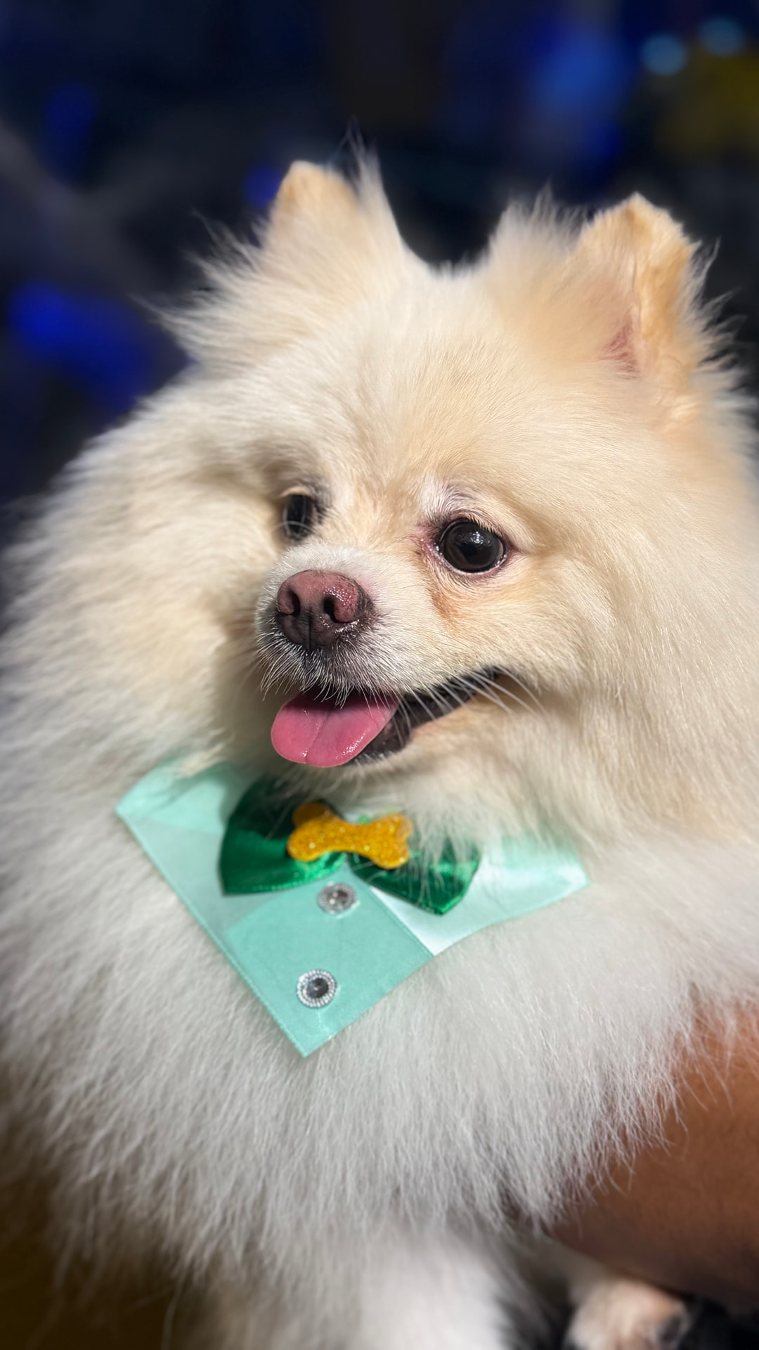 Spitz branco após o cuidado da Prime Pet